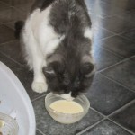 Kattgodis