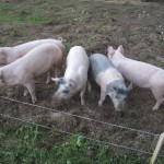 Reinfeldt & Co