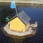 Händiga fåglar