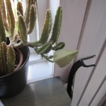 Midsommarafton