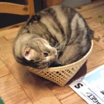 Katten i korgen