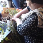 Omplantering