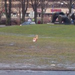 The Gävle christmas goat resurrected