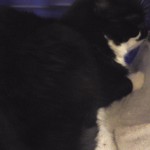 Med Moltas till Veterinären