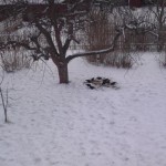 Jaha, mer snö dårå... 