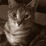 Den saknade katten är hemma igen!