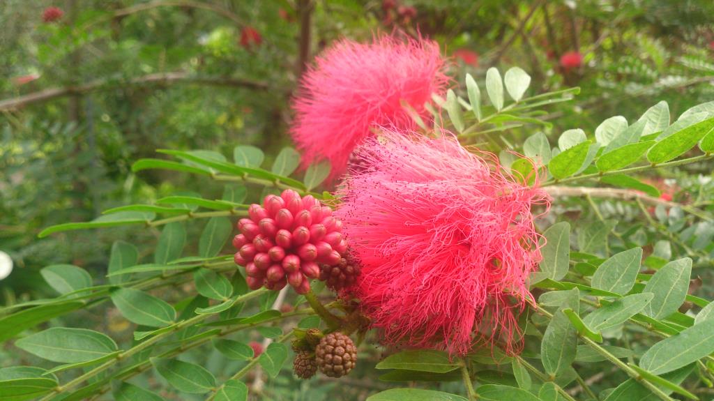 Calliandra haematocephala