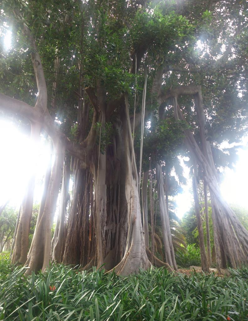 Ficus Marcrophylla, Botaniska trädgården Puerto de la Cruz