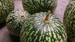 Pumpa - Cucurbita ficifolia